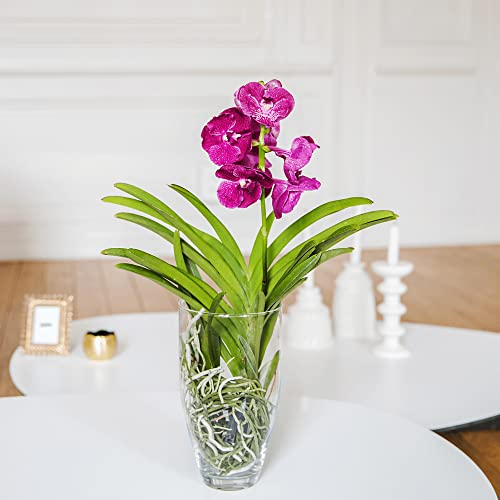 Fleurs et Délices - Orchidée Vanda - Plante d'intérieur Avec cache-pot - Cadeau Anniversaire Fête des Grand-mères Mamie - Fabrication Française Artisanale de Qualité à Offrir