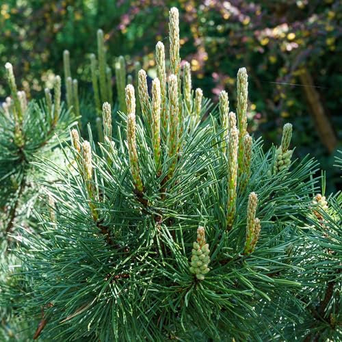 Pinus Pumilio - Dwarf Mountain Pine Evergreen Rockery Plants Outdoor Garden Ready Conifer Trees for Gardens - Evergreen Trees for The Garden Growing Well in Beds, Borders (9cm Pot, 20-30cm)
