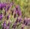 Semi di fiori di lavanda fresca 90 pezzi per la coltivazione