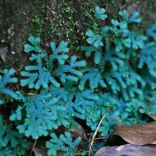 rose von jericho balkonpflanzen deko büro topfpflanzen zimmerbonsai bonsai büropflanzen steingartenpflanzen winterharte kübelpflanzen hochbeete für garten blumendeko 3zwiebeln