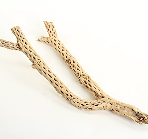 Koyal Wholesale 12” Natural Cholla Wood Branch for Aquarium, Shrimp or Betta Tank Décor – Real Desert Wood for Reptile or Terrarium Habitat, Aquarium Safe Driftwood for Fish Tank Decoration