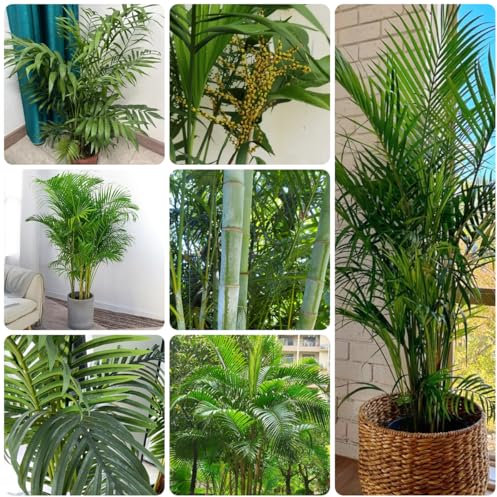 goldfruchtpalme samen - dypsis lutescens - wohnzimmer pflanzen pflanzen züchten winterharte pflanzen für garten herbst dekoration zimmerbonsai bonsai pflanzen deko bonsai 75pcs