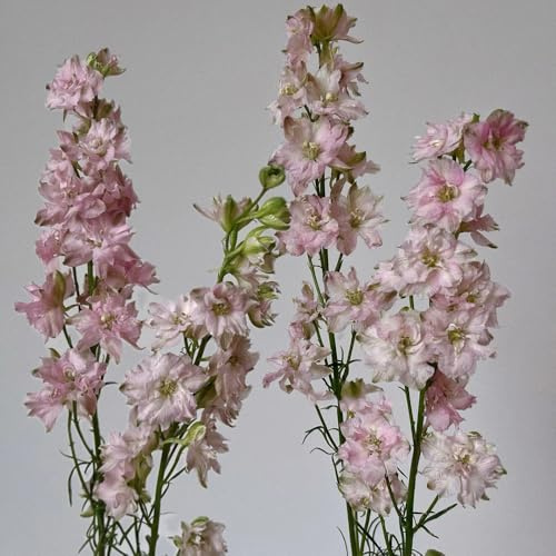 semi di delphinium resistente perenne - delphinium - Decorazione del soggiorno, antiche varietà Balcone, resistenti 150pcs