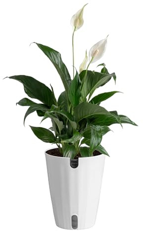 Costa Farms Peace Lily Live Plant in Decorative Pot, Air Purifying Flowering Indoor Houseplant, Perfect for Home, Room, or Office Decor, Great House Warming or Birthday Gift, 14-24 Inches Tall