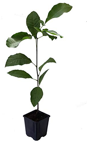 Seedeo® Pekannuss (Carya illinoinensis) ca. 20 cm - 30 cm