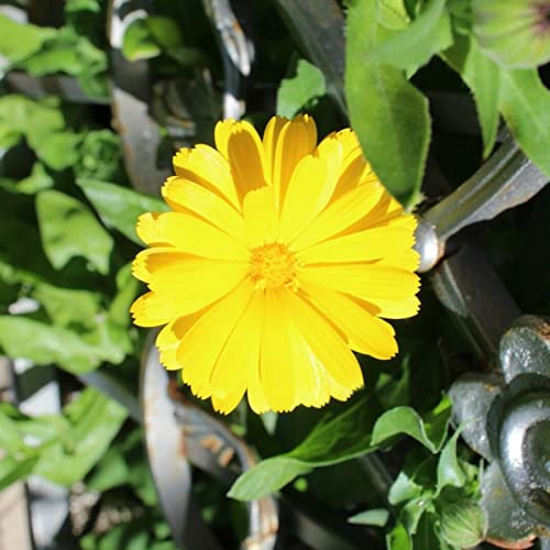Calendula-Samen, 50 Stück/Beutel, schöne, fantastische Ringelblume, gelb, ausgezeichnet, um natürliche dekorative Ringelblumensamen für den Außenbereich zu produzieren Calendula-Samen