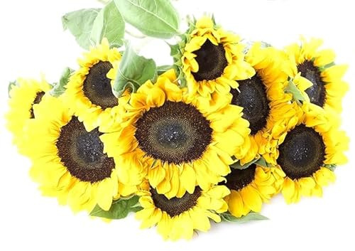 KaBloom Flowers - Sunflower Bouquet: 10 Bright Yellow Sunflowers Gift for Sympathy, Anniversary, Get Well, Thank You, Valentine, Mother’s Day Flowers