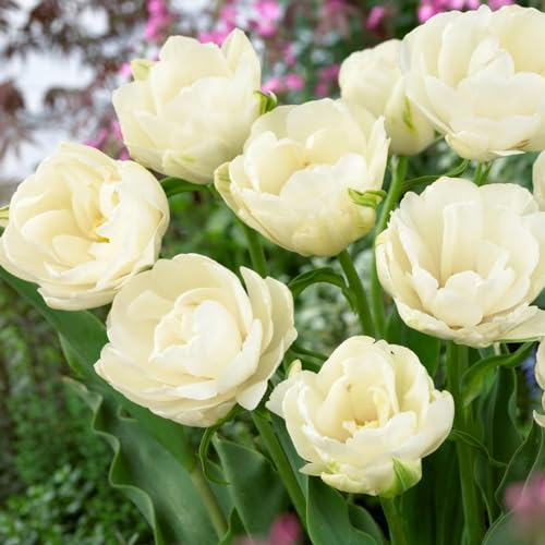 Bulbes de tulipes doubles White Passion (20 bulbes) tulipes blanches exclusives de Hollande, résistantes à l'hiver et vivaces pour jardin, pots, balcon d'Amsterdam (sans graine, non artificielle)