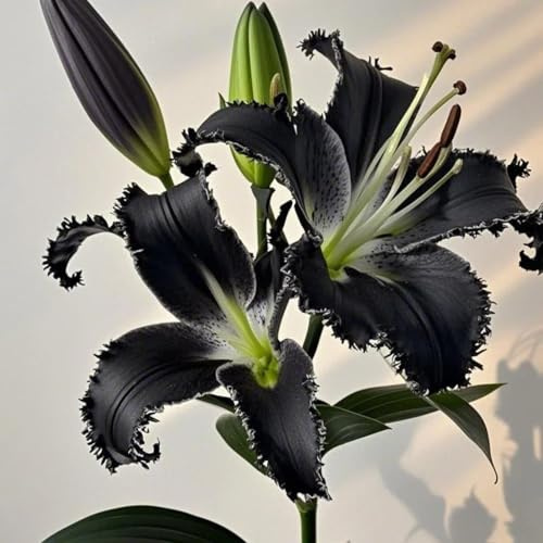 Lilium tuberi mix di cipolle,gigli in vaso,cipolle perenni,decorativi,grazia,gigli a cipolle resistenti all'inverno,ottima decorazione-2pezzo-L