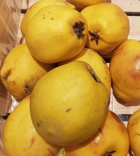 Cydonia oblonga 'Provence BA29' / Cognassier BA29 / Conteneur de 7 à 10 litres/Fruitier