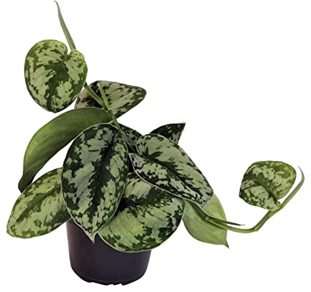 Efeutute, Scindapsus, (Epipremnum aureum) Sorte: Trebie, geflecktes grün-silbriges Blattwerk, rankend, Ampelpflanze, luftreinigend (1)