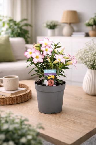 Adenium obesum Rosa – Wüstenrose im 10,5 cm Topf – Höhe 25-40 cm – pflegeleichte Zimmerpflanze, exotische Blüten, dekorative Sukkulente für Wohnung, Büro & Wintergarten