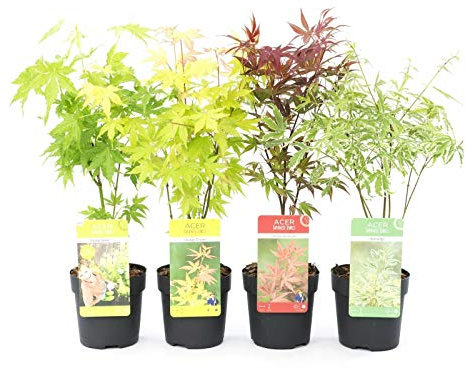 Acero palmato giapponese Acero palmatum mix 4 piante diverse in vaso ø11 cm Vivaio di Castelletto