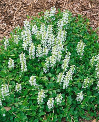 Ajuga reptans 'Sanne' 9x9 cm Topf – Winterhart, Mehrjährig, Pflegeleicht – Kriechender Günsel – Bodendecker für Garten & Beet