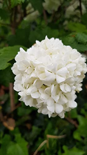 Viburnum opulus 'Roseum' / Viorne Obier Boule de Neige/Conteneur de 3 à 4 litres