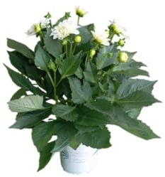 Planta de Dalia Natural – Perfecta para Maceta o Suelo Flores de Gran Tamaño