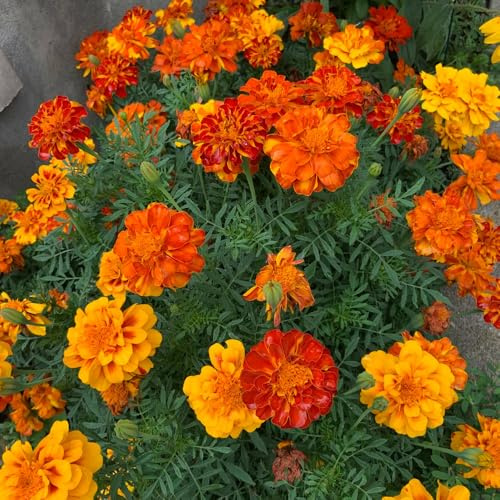Semi di calendula biologici - rari giardino balcone, perenni resistenti 550pcs