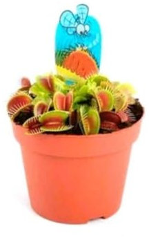 Carnívora Dionaea Muscipula, 9 cm. Planta natural Carnívora Dionaea Muscipula o Venus atrapamoscas, es una planta carnívora que atrapa insectos con sus hojas trampa. Segura Garden.