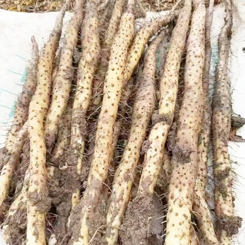 ñame semillas orgánicas de cocina resistentes semillas de ñame medicinales jardín rocas 300pcs