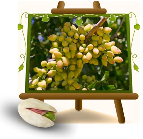 EURO PLANTS VIVAI Pistazienbaum Männlich C Special (Pistacia vera) – Obstpflanze im Topf ø 26 cm. – Höhe 100-120 cm. – Italienische Baumschule