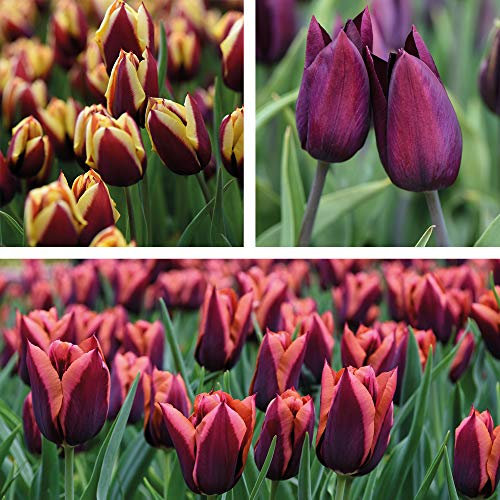 Hardy Tulip Bulbs Plant Collection Garden Plant Hardy Bulb Flowering Garden Plants Easy to Grow Your Own 60 x Bulbs by Thompson and Morgan