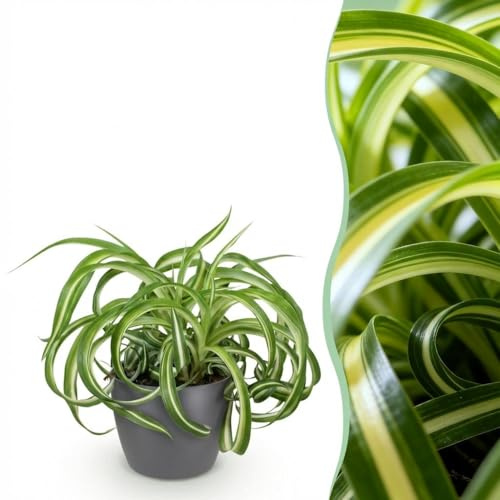 Chlorophytum comosum Bonnie - Curly Grass Lily - Plante pour animaux de compagnie - Vert - avec Potter Grey - 20cm - Øter Grijs - Pot 12cm - Plante d'intérieur - - Plante avec pot