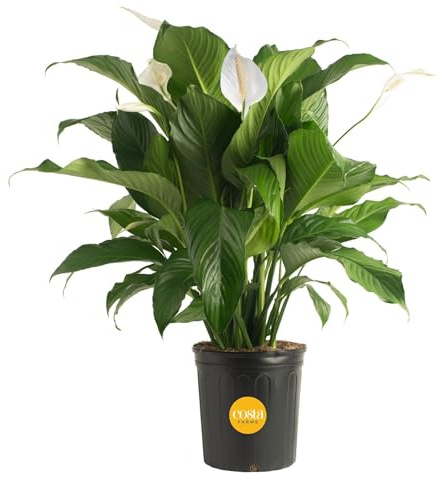 Costa Farms Spathiphyllum Peace Lily Live Indoor Plant, 3-Foot