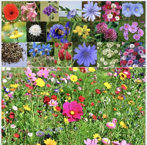 Bee Friendly Wildflower Seeds 21 Mix Bee Happy Colourful Bee Meadow Plant Seeds Flowers for Garden Seeds for Gardening Flowers Garden (1 Square Meter)