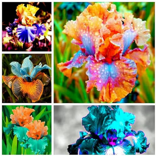 Iriszwiebeln,Winterhart mehrjährig pflanzen,Seltene pflanzen,schwertlilie rhizome,iris Bulbs mehrjährige krautige,iris Blume,Schwertlilie lila,Iris-schwertlilie Zwiebeln pflanzen.-4zwiebeln-A