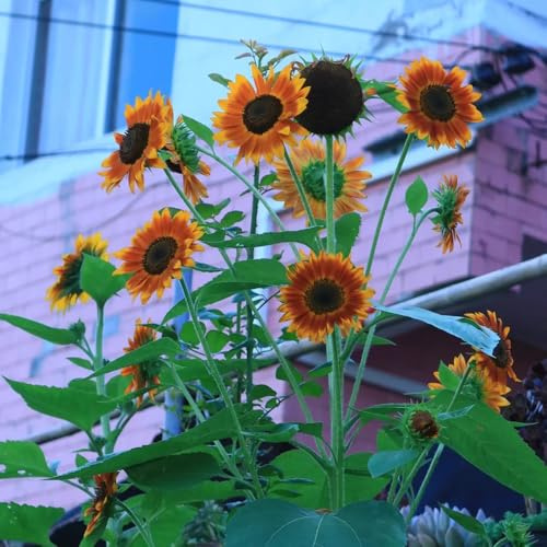 semillas de girasol, girasoles, cubierta perenne resistente comprar de girasol, sombra de primavera, 400pcs