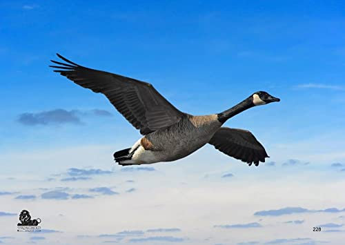 10x Stronghold Tierauflage - Fliegende Gans - 42 x 59 cm - wasserabweisend/reißfest, Zielscheibe, Papier, für Pfeil und Bogen