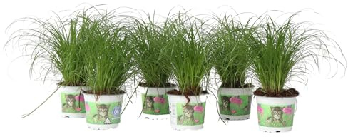 Plant in a Box - Erba per gatti - Set di 6 - Cyperus - Vaso 12cm - Altezza 30-40cm - Pianta d'appartamento - Adatto agli animali domestici