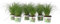 Plant in a Box - Zyperngras - 6er Set - Cyperus Katzengras - Höhe 30-40cm - Topf 12cm - Tierfreundlich - Grün - Zimmerflanze - Gartenpflanze nicht Winterhart