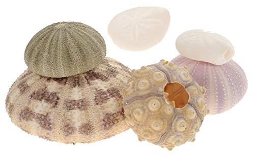 VILLFUL Décor Aquarium Oursins Faits Main 6pcs en Coquille Naturelle Forme Diversifiée et Décoration Réaliste pour Aquarium et Bureau Couleur Aléatoire Plusieurs Styles
