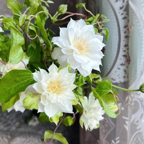 300 pcs clematis winterhart mehrjährig samen, klematis, kletterpflanzen winterhart, samen geschenk zimmerpflanzen samen, biosaatgut bienenfreundliche blumensamen, blumen balkon