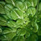 Paquete de 300 semillas, Tatsoi semillas de mostaza (Brassica rapa)