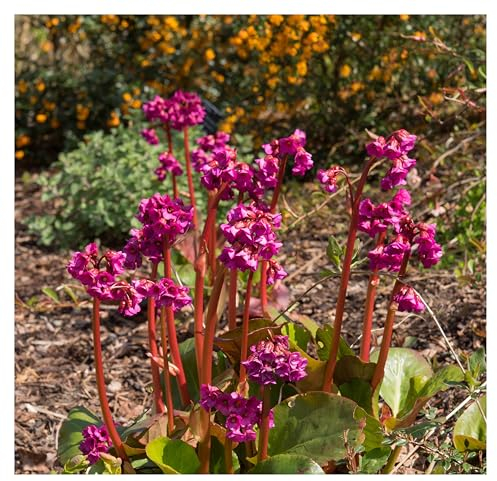 3 x Bergenia cordifolia 'Eroica' (Winterhart/Stauden/Staude/Mehrjährig/Immergrün/Bodendecker) Bergenie - Winterharte Eleganz mit feurigen Akzenten - Bienenfreundlich - von Stauden Gänge