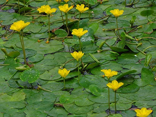 Portal Cool 3 Nymphoides peltata (Frange Water Lily) Piante Pond