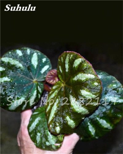 Hot seeds! 50 PC del Bello Seeds Begonia Coleus Blumei, rare semi -colored flowers in Begonia pots for garden plants balcony coleus 3: Only Seeds