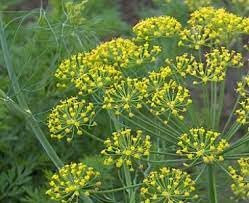 100PCS Anethum graveolens, semillas de eneldo