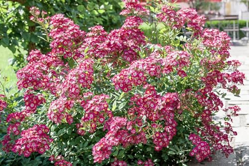 Rosa 'Mozart' 120–150 cm – Winterhart, Mehrjährig, Pflegeleicht – Strauchrose – Beet- & Rabattenpflanze für Garten