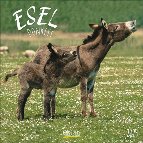 Esel 2025: Broschürenkalender mit Ferienterminen und Bildern von süßen Eseln. 30 x 30 cm