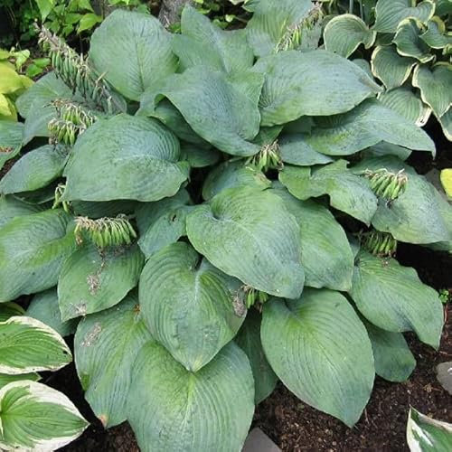 6 x Hosta 'Blue Umbrellas' - Godet 9x9cm - Feuillage bleu-vert, floraison estivale, pots