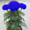 200 piezas de semillas de caléndula azul Bonsai crisantemo flor jardín planta decoración de jardín semillas de jardinería para plantar ahora