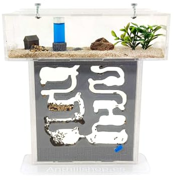 Fourmilière T-Petit Pro Galerie 3D, couleur grise, avec fourmis vivantes, kit complet, nouveau système d'humidité efficace
