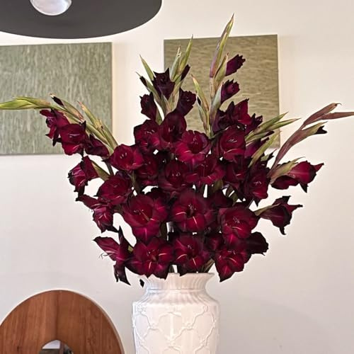 gladiolenzwiebeln winterhart mehrjährig - steingartenpflanzen outdoor stauden für pralle sonne exotische 9pcs