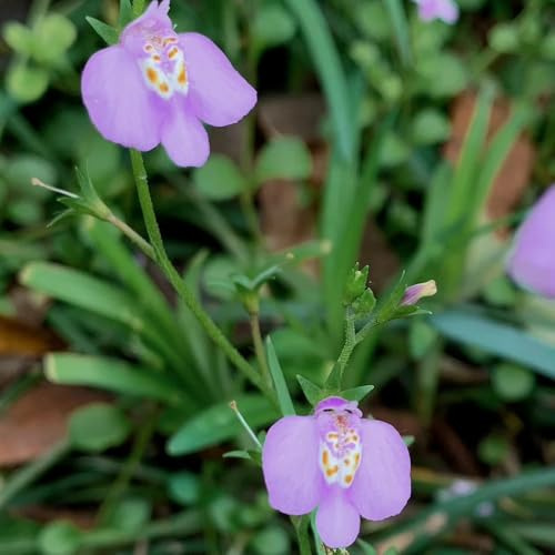 lippenmäulchen, bio bodendecker gartenkräuter mazus reptans 300samen