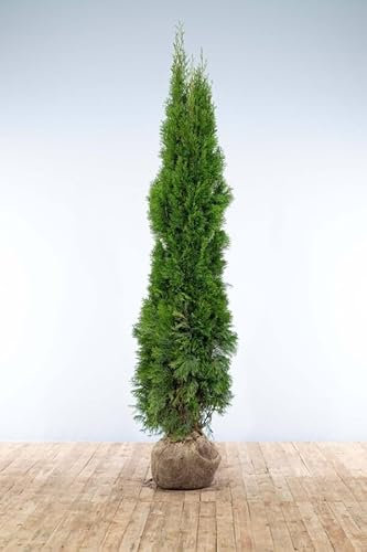 Lebensbaum ‚Smaragd‘ – Thuja occidentalis – Heckenpflanze – Auswahl der Höhe 60–225 cm – immergrün & robust – ideal für dichte Hecken und Sichtschutz (Variante 200-225cm)