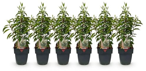 GreenboutiQ - Plantes de haie - Prunus lusitanica Angustifolia - feuillage vert - 6 plantes - 1 mètre linéaire - persistant - pot 17cm hauteur 50cm