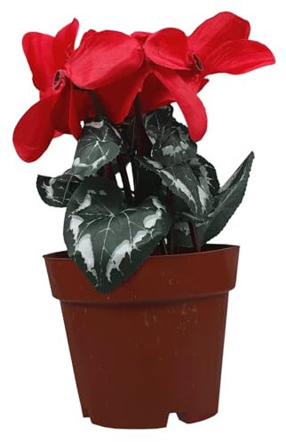 GLEAVI Künstlicher Bonsai Alpenveilchen in Roter Bonsai-Schale Lebensechte Seidenblume Vielseitige Wohn Hochzeitsdekoration Für Wohnzimmer Büro Und Garten Feine Verarbeitung Und Detailrei